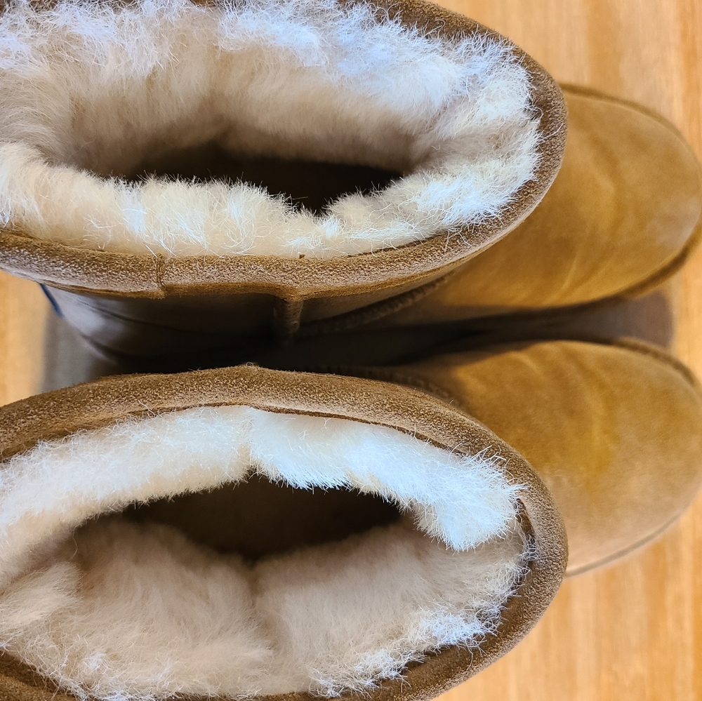 Bear paw - Picture 4 of 4